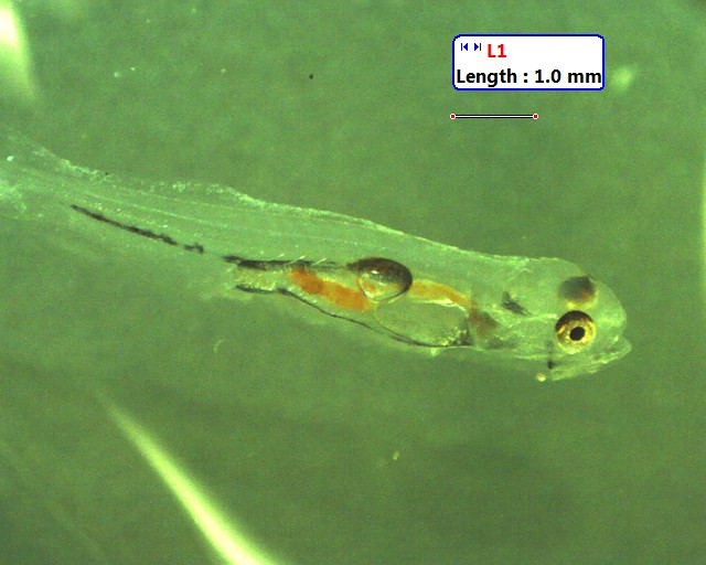 Spawning Characteristics Striped Bass Research Team